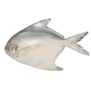 Fresh White Pomfret (1kg/Carton)