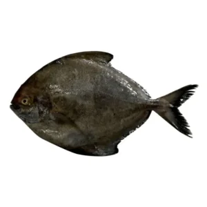 Fresh Black Pomfret (2kg/carton)