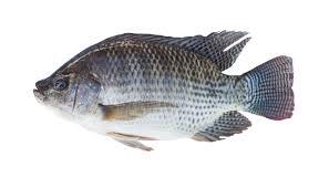Fresh Tilapia Fish (2kg/carton)