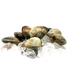 Fresh Frozen Clams (5kg/Carton)